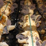 Mushroom farm - Dalat, Vietnam