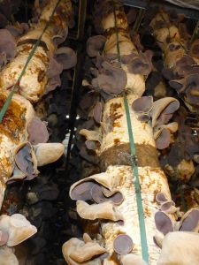 Mushroom farm - Dalat, Vietnam