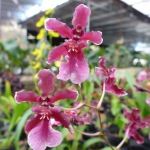 Orchid Farm - Easyrider - Dalat, Vietnam