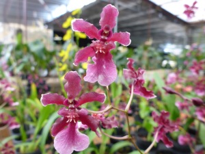 Orchid Farm - Easyrider - Dalat, Vietnam