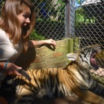 Tiger Kingdom - Chiang Mai, Thailand