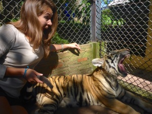 Tiger Kingdom - Chiang Mai, Thailand