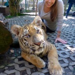 Tiger Kingdom - Chiang Mai, Thailand