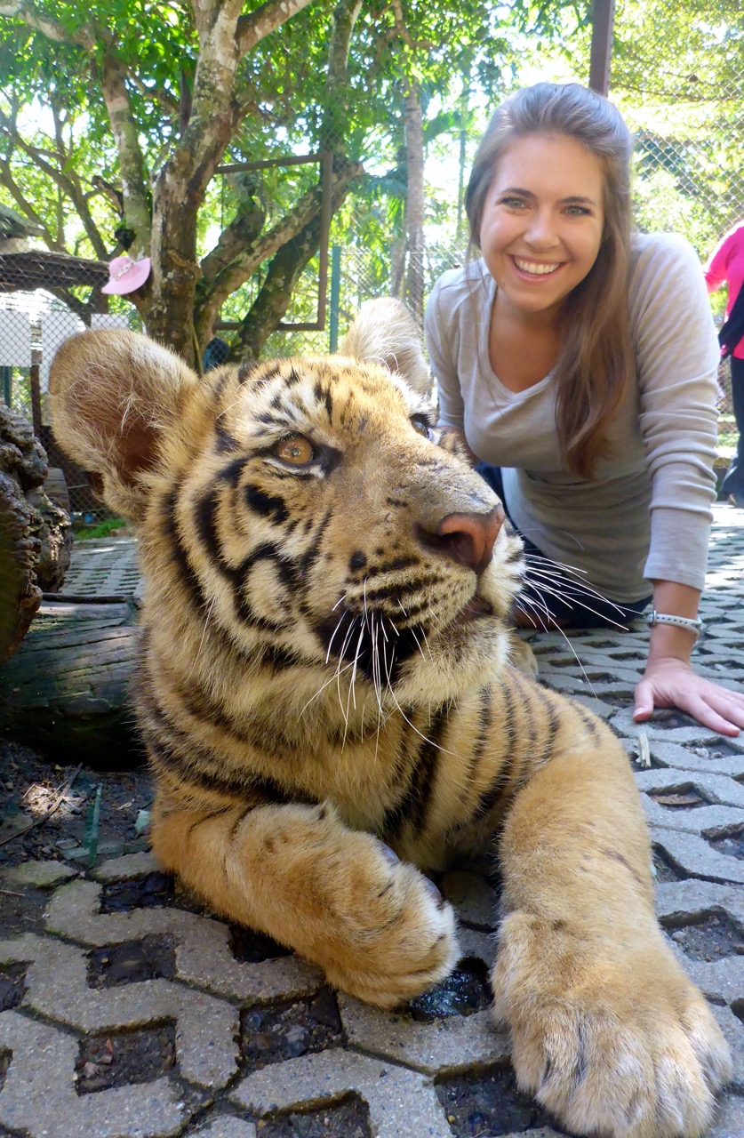 Tiger Kingdom - Chiang Mai, Thailand