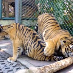 Tiger Kingdom - Chiang Mai, Thailand