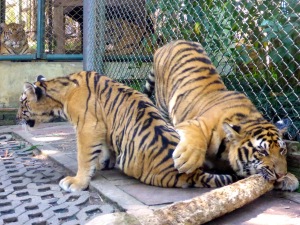 Tiger Kingdom - Chiang Mai, Thailand