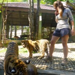 Tiger Kingdom - Chiang Mai, Thailand