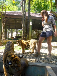 Tiger Kingdom - Chiang Mai, Thailand