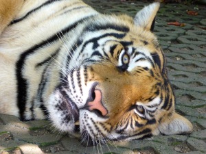 Tiger Kingdom - Chiang Mai, Thailand