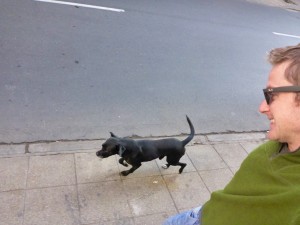 Santiago Chile Street Dog