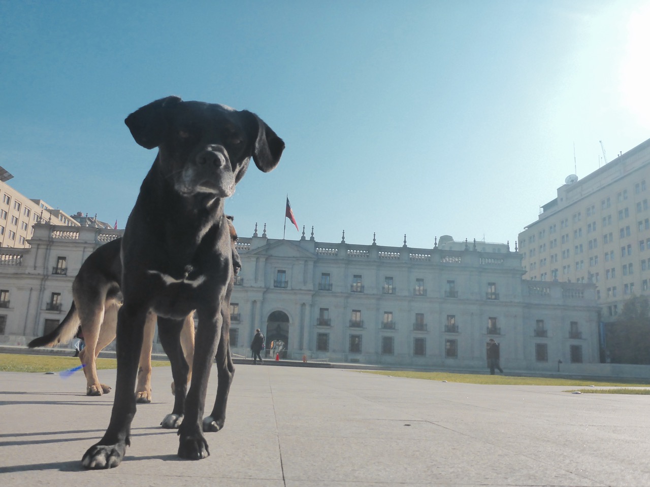 Street dogs in Santiago, Chile