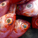 Red Snapper on Easter Island