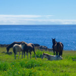 Wild Horses of Easter Island