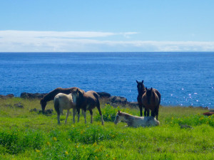 Wild Horses of Easter Island