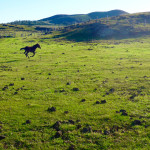 Wild Horses of Easter Island