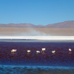 Flamingos Laguna Colorada