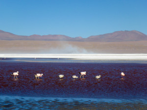 Flamingos Laguna Colorada