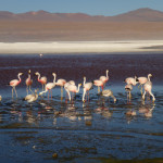 Flamingos Laguna Colorada