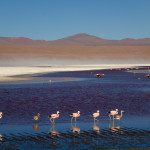 Flamingos Laguna Colorada