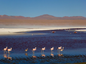 Flamingos Laguna Colorada