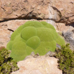 green rock