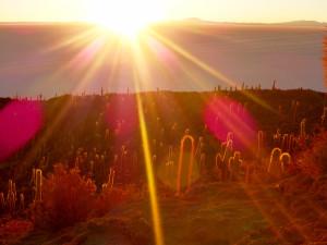 Cactus Island, Uyuni Slat Flats, Bolivia