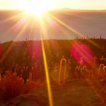 Cactus Island, Uyuni Slat Flats, Bolivia