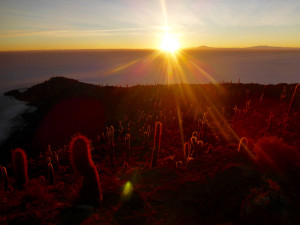 Cactus Island, Uyuni Slat Flats, Bolivia