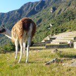 Machu Picchu, Peru