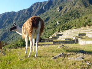 Machu Picchu, Peru