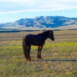 Horse on the Mongolian Steppe