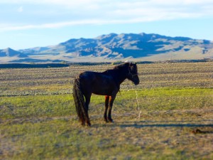 Horse on the Mongolian Steppe