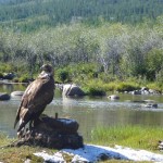 Eagle Hunting in Western Mongolia