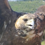 Eagle in Western Mongolia