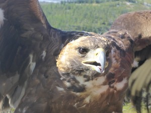 Eagle in Western Mongolia