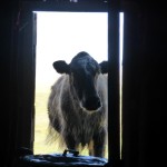 Cow in Doorway Ger Life