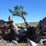 Climbing a tree in Tavan Bodg National Park; Western Mongolia