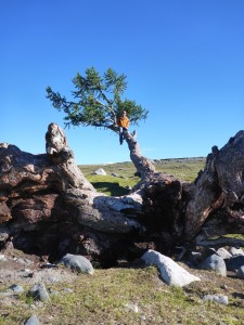 Climbing a tree in Tavan Bodg National Park; Western Mongolia