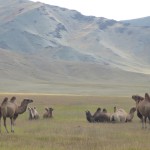 2 hump Bactrian Camels; Mongolia