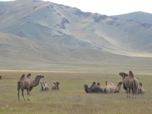 2 hump Bactrian Camels; Mongolia