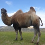 2 hump Bactrian Camels; Mongolia